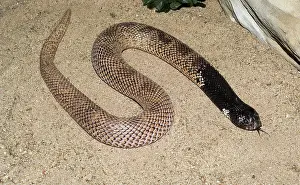 Scutatus: Shield Nose Cobra