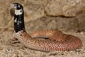 Shield: Shield Nose Cobra, Aspidelaps scutulatus