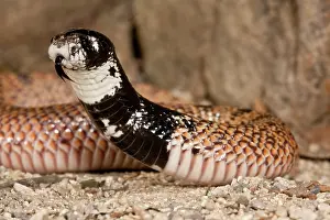 Shield: Shield Nose Cobra, Aspidelaps scutulatus