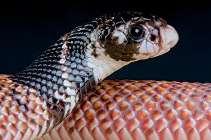 Shield: Shield-nose snake (Aspidelaps scutatus intermedius)