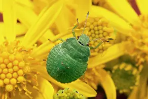 Stink: Shield / Stink Bug