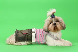 Shih: Shih-Tzu bitch, 3 years old, colour gold white