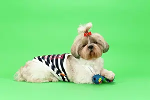 Bitch: Shih-Tzu bitch, 3 years old, colour gold white