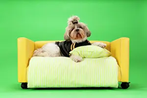Bitch: Shih-Tzu bitch, 3 years old, colour gold white