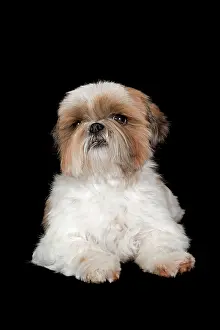 Underwat: Shih Tzu, bitch, 6 years, colours gold and white