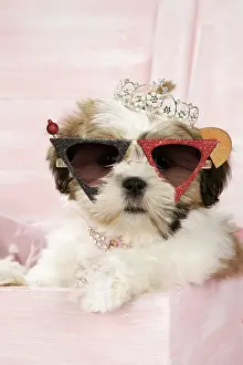Tiara: Shih Tzu Dog, 10 wk old puppy with a tiara in