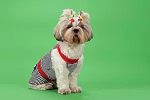 Altered: Shih Tzu dog, 3 years, colour white gold, wearing