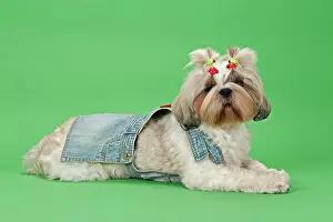 Pedi: Shih Tzu dog, 3 years, colour white gold, wearing