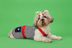 Pedi: Shih Tzu dog, 3 years, colour white gold, wearing