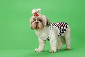 Altered: Shih Tzu dog, 3 years, colour white gold, wearing