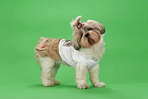 Bitches: Shih-Tzu dog, 3 years, female, gold and white, with