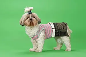 Fashion: Shih-Tzu dog, 3 years, female, gold and white, with