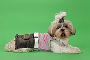 Fashion: Shih-Tzu dog, 3 years, female, gold and white, with
