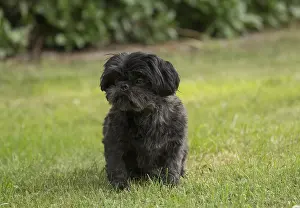 Tzus: Shih tzu Dog