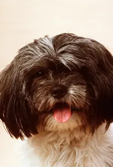 Utility: SHIH-TZU DOG