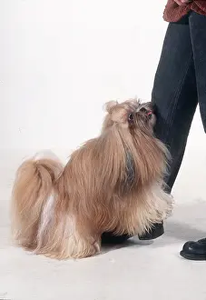 Utility: Shih-tzu DOG - attempting to mate with human leg