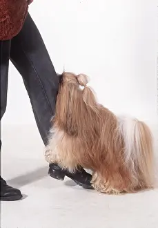 Utility: Shih-tzu DOG - attempting to mate with human leg