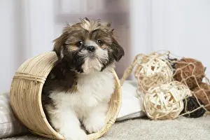 Shihtzus: Shih Tzu dog indoors