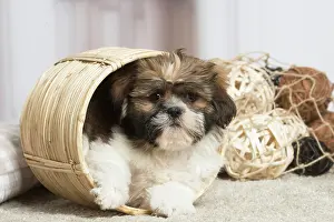 Shihtzus: Shih Tzu dog indoors