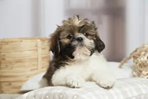 Shihtzus: Shih Tzu dog indoors