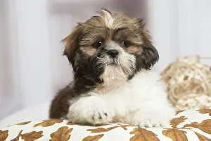 Shihtzus: Shih Tzu dog indoors