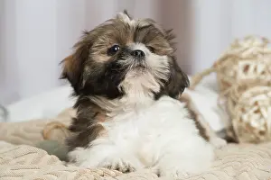 Shihtzus: Shih Tzu dog indoors