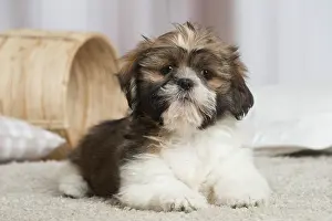 111019: Shih Tzu dog indoors