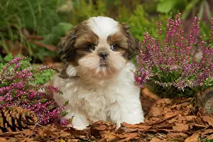 111019: Shih Tzu dog outdoors in Autumn