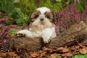 111019: Shih Tzu dog outdoors in Autumn