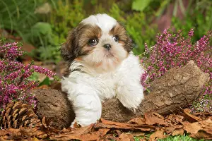 111019: Shih Tzu dog outdoors in Autumn