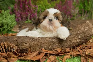 111019: Shih Tzu dog outdoors in Autumn