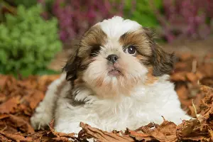 111019: Shih Tzu dog outdoors in Autumn