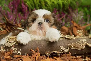 111019: Shih Tzu dog outdoors in Autumn
