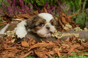 Shihtzus: Shih Tzu dog outdoors in Autumn