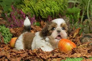 111019: Shih Tzu dog outdoors in Autumn