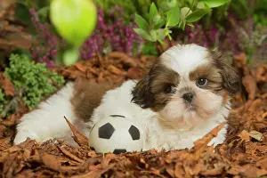 111019: Shih Tzu dog outdoors in Autumn