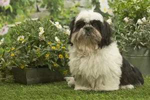Shihtzus: Shih Tzu dog outside in the garden