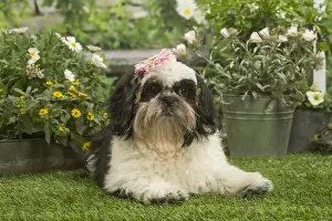 Shihtzus: Shih Tzu dog outside in the garden