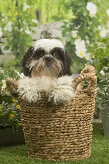 Shihtzus: Shih Tzu dog outside in the garden