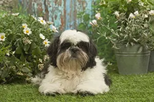 Shihtzus: Shih Tzu dog outside in the garden