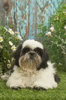 Shihtzus: Shih Tzu dog outside in the garden