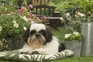 Cushions: Shih Tzu dog outside in the garden