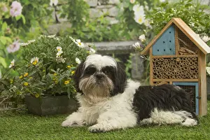 Shih: Shih Tzu dog outside in the garden