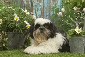 Shih: Shih Tzu dog outside in the garden