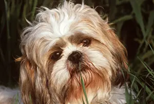 Utility: SHIH-TZU DOG - portrait close up