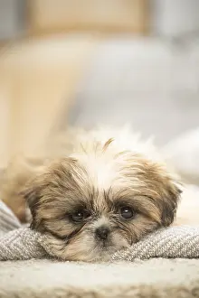 Upset: Shih Tzu Dog, puppy