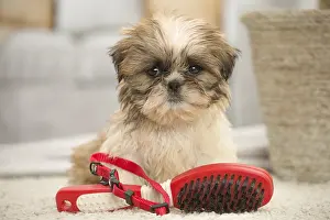 Hairbrush: Shih Tzu Dog, puppy