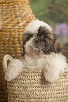 Tzus: Shih Tzu Dog puppy
