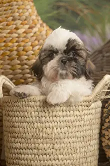 Tzus: Shih Tzu Dog puppy