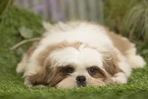 Exhausted: Shih Tzu Dog puppy